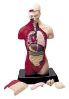 Humbrol Young Scientist Anatomy Set